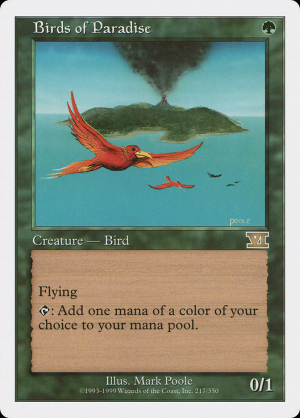6ed-217-birds-of-paradise.jpg